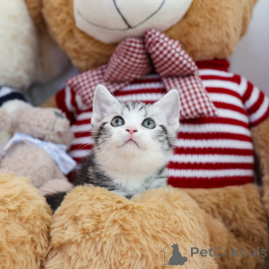 Фото №4. Продам манчкина в Огайо заводчик - цена 29570₽