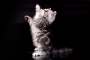 Дополнительные фото: Плюшевые мраморные британские котята