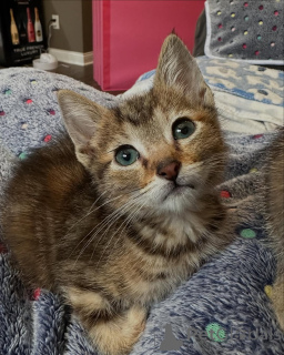 Фото №2 к объявлению №150587 о продаже бенгальская - купить в Германии из приюта, заводчик