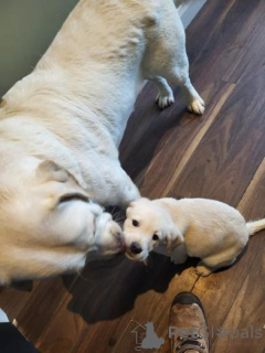 Фото №2 к объявлению №160013 о продаже лабрадудля - купить в Латвии частное объявление