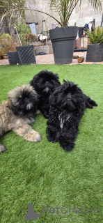 Фото №2 к объявлению №160921 о продаже ши-тцу - купить в Бельгии частное объявление, заводчик