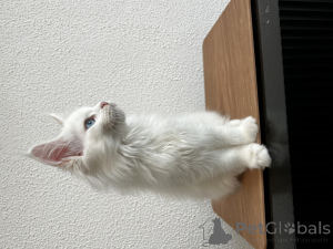 Фото №2 к объявлению №155989 о продаже мейн-кун - купить в России из питомника