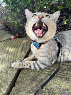 Фото №3. Игривые бенгальские котят с блестящими пальто. Германия