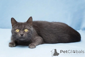 Фото №3. Луна - миниатюрная девочка ищет дом.. Россия