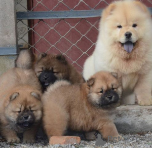 Фото №3. Жавинги Ликуфе чау чау шунюкай. Парашикитский человек.  Литва