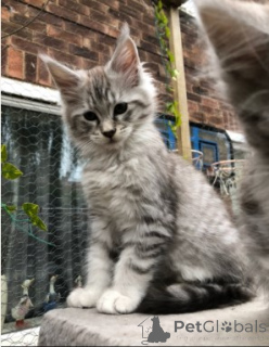 Фото №2 к объявлению №160419 о продаже мейн-кун - купить в Дании 