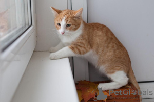Фото №3. Красивый рыже-белый мальчишка котенок Пинки.. Россия