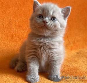 Фото №3. Продается британский короткошерстный котенок. США