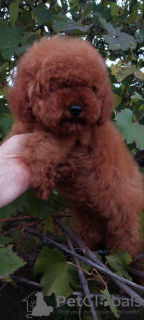 Дополнительные фото: Toy poodle (female) zwergpudel