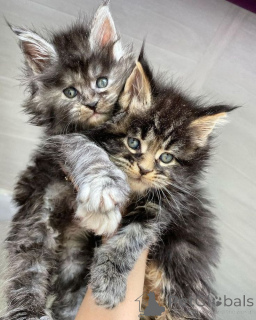 Фото №2 к объявлению №157351 о продаже норвежская лесная - купить в Германии из приюта, заводчик