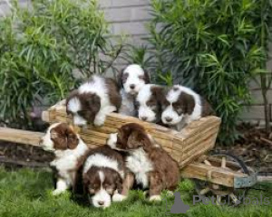 Фото №4. Продажа бородатого колли в London Borough of Hackney  - цена договорная