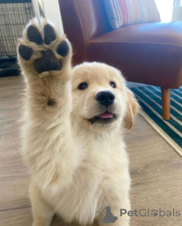 Фото №3. Удивительные щенки золотистого ретривера в поисках хорошего дома.  Германия