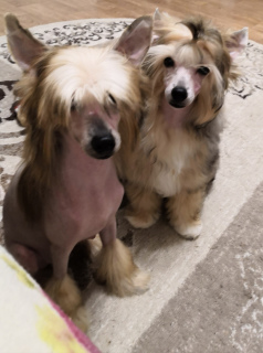 Фото №3. Питомник #СЛадониАнгела предлагает подрощенных кобелей китайской хохлатой собаки.  Россия