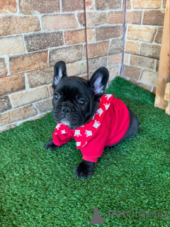 Фото №1. французский бульдог - купить в Берлине за договорная. Объявление №154927