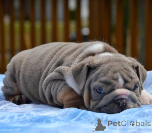 Фото №3. Englische Bulldogge Welpen Zur Усыновление.  Германия