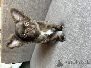 Фото №3. Чихуахуа мальчик.  Беларусь