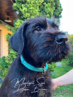 Фото №4. Продажа ризеншнауцера в Минске из питомника - цена договорная