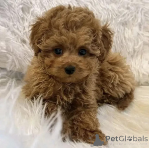 Фото №4. Продажа пуделя (карликового) в Кракове заводчик - цена договорная