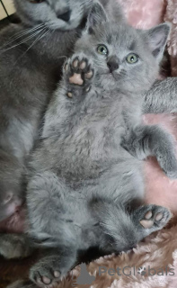 Фото №1. европейская короткошерстная - купить в Алст за 64937₽. Объявление №161429