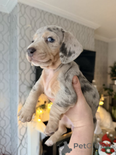 Фото №2 к объявлению №161561 о продаже беспородную - купить в Австралии частное объявление