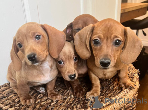 Фото №4. Продажа таксу в Берлине частное объявление - цена договорная