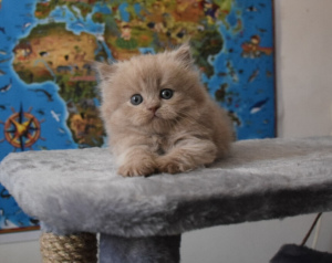 Фото №3. Мальчик SCL лилового окраса,носитель циннамон. Россия