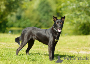 Фото №2 к объявлению №151420 о продаже беспородную - купить в России из приюта