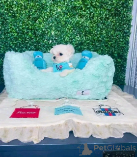 Фото №2 к объявлению №163079 о продаже мальтийскую болонку - купить в Польше заводчик