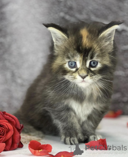 Фото №2 к объявлению №163325 о продаже мейн-кун - купить в Германии заводчик