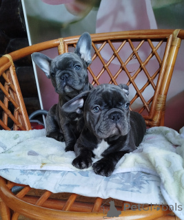 Фото №1.  - купить в Беларусь за 52181₽. Объявление №161650