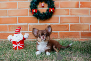 Фото №2 к объявлению №157372 о продаже чихуахуа - купить в Германии из приюта, заводчик