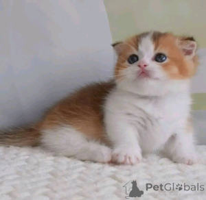 Фото №4. Продам манчкина в Лондоне заводчик - цена договорная