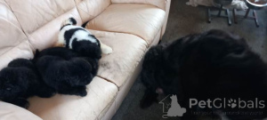 Фото №3. Newfoundland pups for sale.....whatsapp me at 44 7453 907158.  Нидерланды