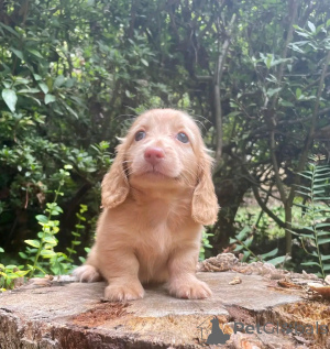 Фото №4. Продажа таксу в Берлине частное объявление, заводчик - цена 46384₽