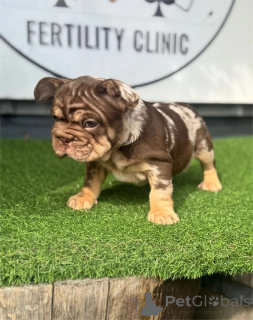 Фото №1. французский бульдог - купить в Bietigheim-Bissingen за 32468₽. Объявление №153466