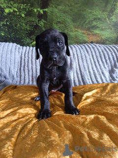 Фото №3. Отличные данные.  Польша