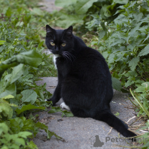 Дополнительные фото: Олли - необычная маркизная кошка ищет дом.