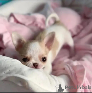 Фото №3. Майло и Майя ищут хороший и заботливый дом..  Венгрия