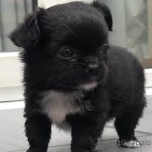 Фото №3. Чиотские чихуахуа в продаже.  Франция