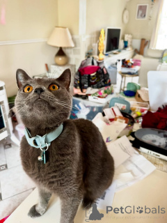 Фото №1. шартрез - купить в Альес за договорная. Объявление №158743