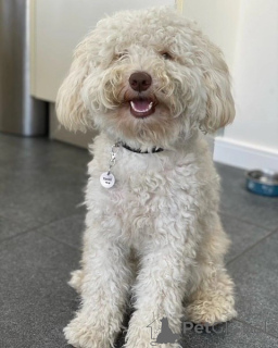 Фото №2 к объявлению №156418 о продаже лабрадудля - купить в Германии частное объявление