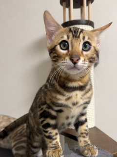 Фото №3. Поприветствуйте Зару, элегантную, любопытную и полную любви! Немного дикий на. Великобритания