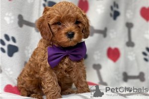 Фото №3. Beautiful Cavapoo Puppies For free adoption.  Германия