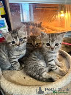 Фото №1. европейская короткошерстная - купить в Антверпен за 46384₽. Объявление №165580