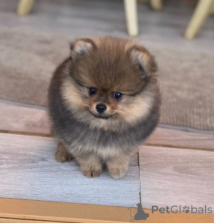 Фото №1. беспородная - купить в Париже за 17626₽. Объявление №162754