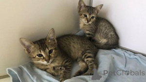 Фото №3. Ägyptische mau-tabby-kätzchen zur усыновление. Германия