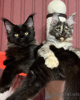 Фото №3. Мейн-кун. Великобритания