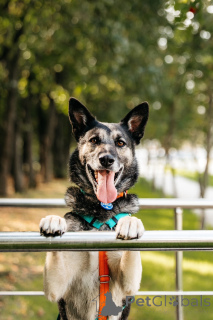 Фото №4. Продажа  в Москва  - цена Бесплатно