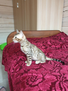 Фото №3. Продаётся бенгальский мальчик #2 Arnold Royal Status Cat.. Россия