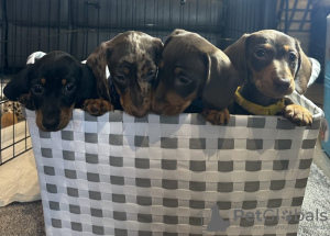 Фото №3. Glatte zwerghaardackel.  Германия